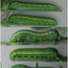 colias erate larva5 volg31